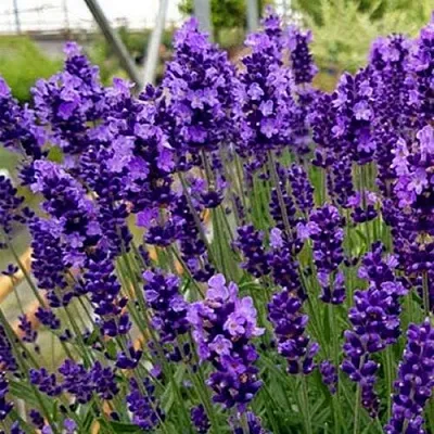 Лаванда ХИДКОТ БЛЮ узколистная  Лаванда ХИДКОТ БЛЮ узколистная в Брянске