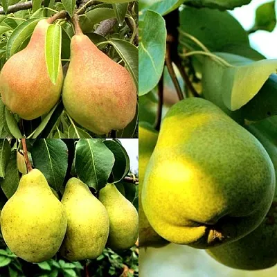 Комплект НАСТОЯЩИЙ ВОСТОРГ в Брянске