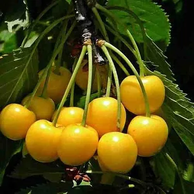 Черешня ЧЕРМАШНАЯ  Черешня ЧЕРМАШНАЯ в Брянске