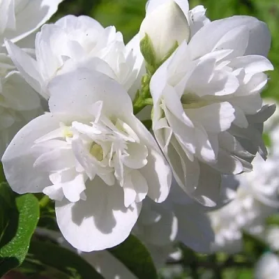 Жасмин ЖИРАНДОЛЬ  Жасмин ЖИРАНДОЛЬ в Брянске