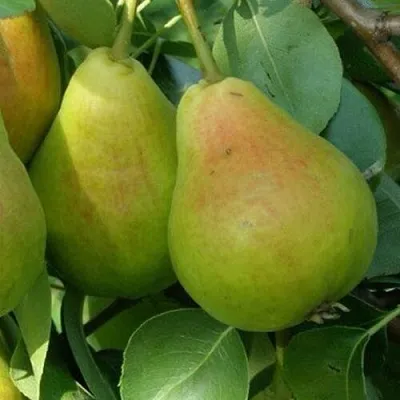 саженцы груши саженцы груши