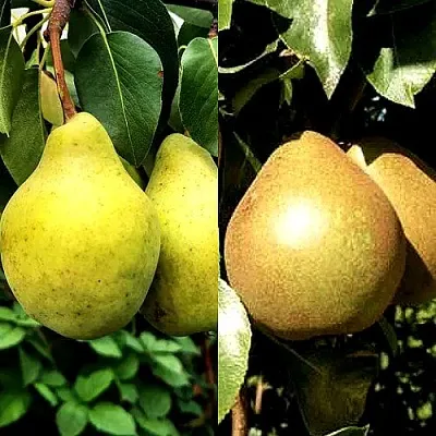 Комплект ДУЭТ в Брянске