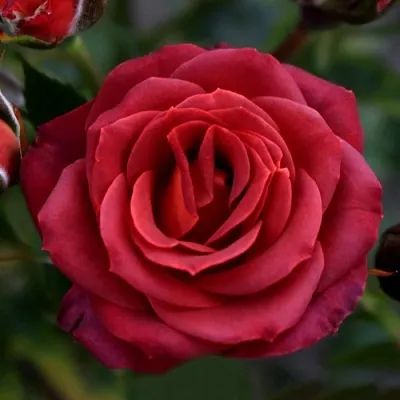 Саженцы роз ЧОКОЧИНО спрей  Саженцы роз ЧОКОЧИНО спрей в Брянске