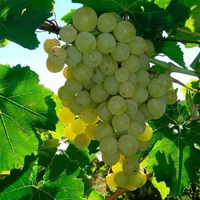 Виноград КИШМИШ МУСКАТНЫЙ  Виноград КИШМИШ МУСКАТНЫЙ в Брянске