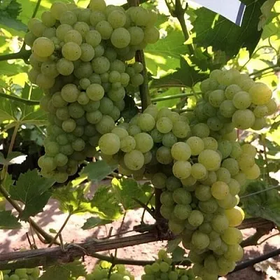 Виноград КИШМИШ 311  Виноград КИШМИШ 311 в Брянске