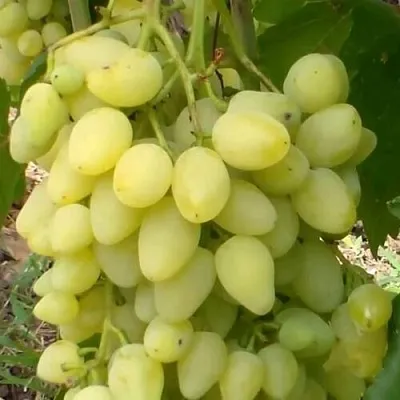 Виноград ЗАРНИЦА  Виноград ЗАРНИЦА в Брянске