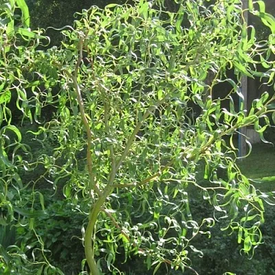 Ива МАТСУДАНА  Ива МАТСУДАНА в Брянске