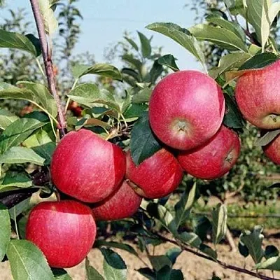 Яблоня АПОРТ в Брянске