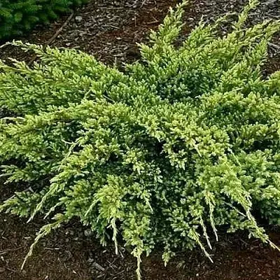 Можжевельник ДРИМ ДЖОЙ чешуйчатый  Можжевельник ДРИМ ДЖОЙ чешуйчатый в Брянске