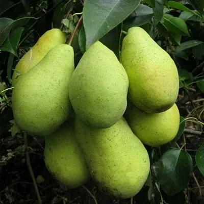 Груша ФЕВРАЛЬСКИЙ СУВЕНИР  Груша ФЕВРАЛЬСКИЙ СУВЕНИР в Брянске