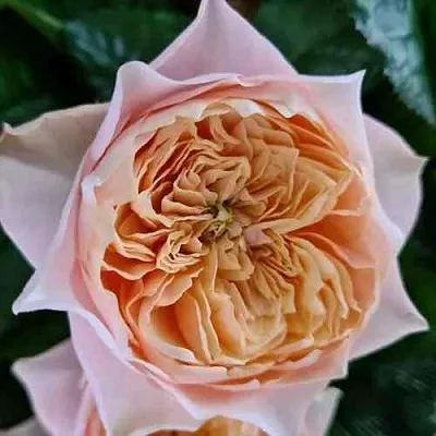 Саженцы роз ВУВУЗЕЛА РОМАНТИК чайно-гибридная  Саженцы роз ВУВУЗЕЛА РОМАНТИК чайно-гибридная в Брянске