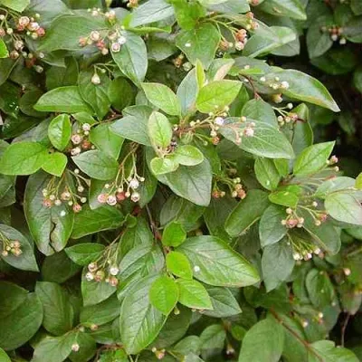 Кизильник блестящий — описание сорта Кизильник блестящий в Брянске