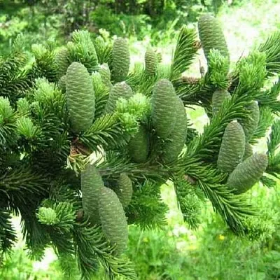 Пихта белая  Пихта белая в Брянске