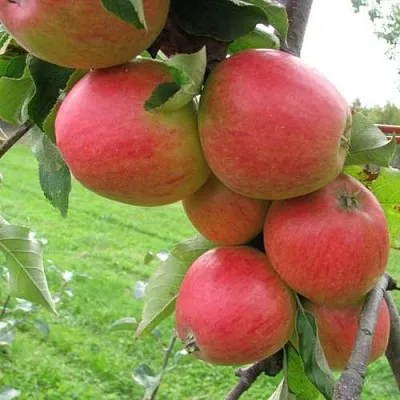 Яблоня ПИККОЛО в Брянске