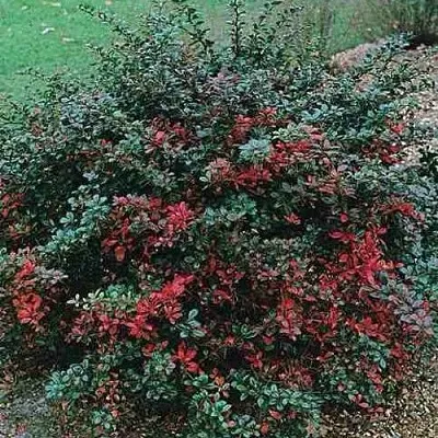 Барбарис РЕД ДЖЕВЕЛ средний   Барбарис РЕД ДЖЕВЕЛ средний  в Брянске