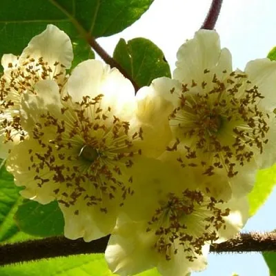 Актинидия АТЛАС (МУЖСКОЙ)  Актинидия АТЛАС (МУЖСКОЙ) в Брянске