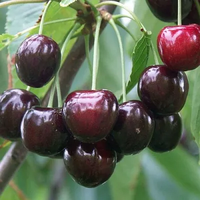 Черешня ЛЮБИМИЦА АСТАХОВА  Черешня ЛЮБИМИЦА АСТАХОВА в Брянске