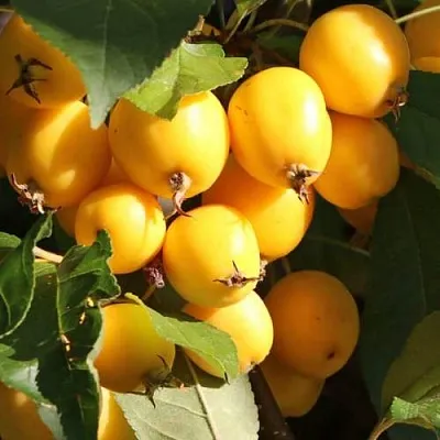 Яблоня ГОЛДЕН ХОРНЕТ декоративная  Яблоня ГОЛДЕН ХОРНЕТ декоративная в Брянске