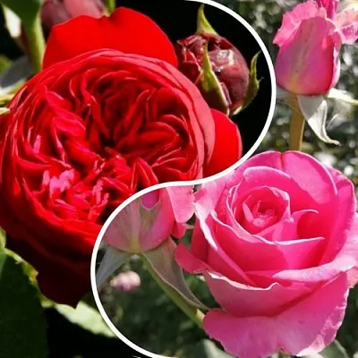 Комплект РОМАНТИЧЕСКИЙ БУКЕТ в Брянске