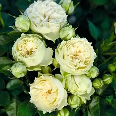 Саженцы роз БЛАНШЕТТ спрей  Саженцы роз БЛАНШЕТТ спрей в Брянске