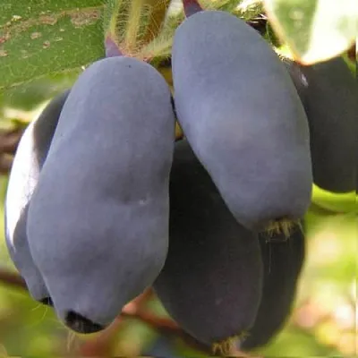 Жимолость съедобная КРУПНОПЛОДНАЯ в Брянске