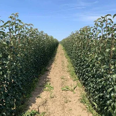 Саженцы почтой и ТК  Саженцы почтой и ТК в Брянске