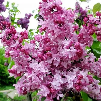 Сирень ОЛИМПИАДА КОЛЕСНИКОВА в Брянске