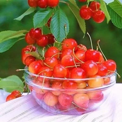 Черешня НАСЛАЖДЕНИЕ  Черешня НАСЛАЖДЕНИЕ в Брянске