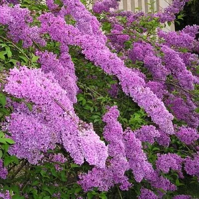 Сирень КИТАЙСКАЯ  Сирень КИТАЙСКАЯ в Брянске