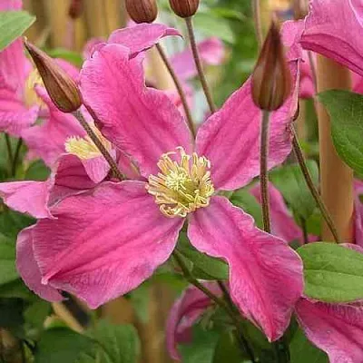 Клематис ИНСПИРЕЙШН ЗОЙН  Клематис ИНСПИРЕЙШН ЗОЙН в Брянске