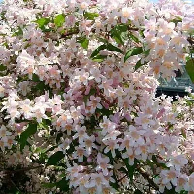 Кольквиция прелестная  Кольквиция прелестная в Брянске