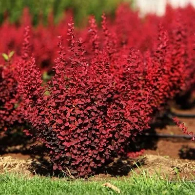 Барбарис ОРАНЖ РОКЕТ тунберга  Барбарис ОРАНЖ РОКЕТ тунберга в Брянске