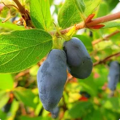 Жимолость съедобная БОРЕАЛ БЛИЗЗАРД (СЕВЕРНАЯ МЕТЕЛЬ) в Брянске