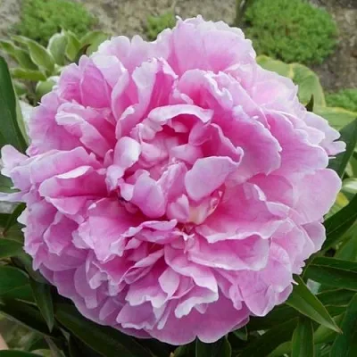 Пион РИМ травянистый  Пион РИМ травянистый в Брянске