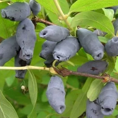 Жимолость съедобная РОКСАНА  Жимолость съедобная РОКСАНА в Брянске