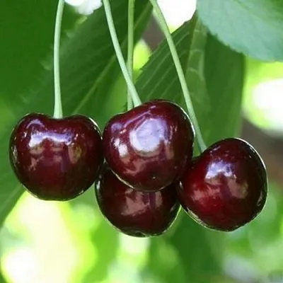 Черешня ЛЕНИНГРАДСКАЯ ЧЁРНАЯ  Черешня ЛЕНИНГРАДСКАЯ ЧЁРНАЯ в Брянске