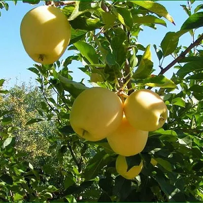 Яблоня ГОЛДЕН МИЛЛЕНИУМ  Яблоня ГОЛДЕН МИЛЛЕНИУМ в Брянске