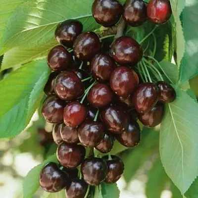 Черешня РЕВНА  Черешня РЕВНА в Брянске