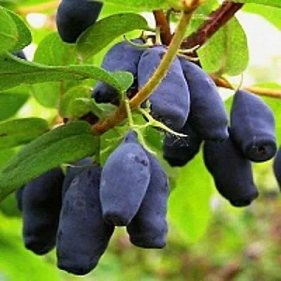 Жимолость съедобная МОСКОВСКАЯ в Брянске