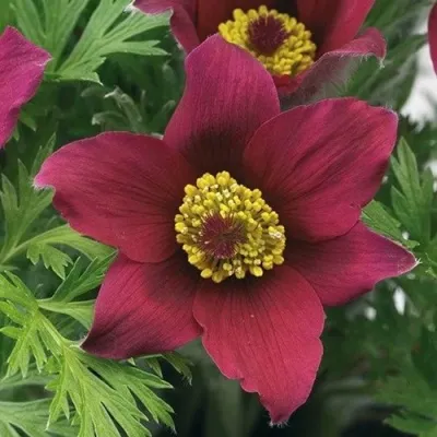 Прострел ПИНВИЛ РЕД ШЕЙДЕС в Брянске