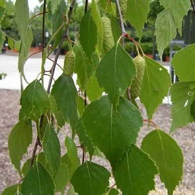 Береза ФАСЦИНЕЙШЕН белая   Береза ФАСЦИНЕЙШЕН белая  в Брянске