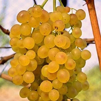 Виноград КИШМИШ КОКТЕЙЛЬ  Виноград КИШМИШ КОКТЕЙЛЬ в Брянске