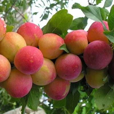 Слива СКОРОПЛОДНАЯ в Брянске