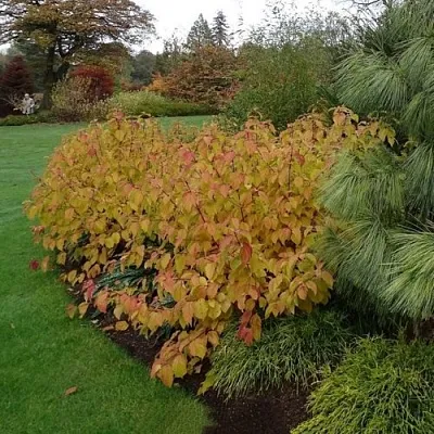 Дерен  АННА ВИНТЕР ОРАНЖ кроваво-красный    Дерен  АННА ВИНТЕР ОРАНЖ кроваво-красный   в Брянске