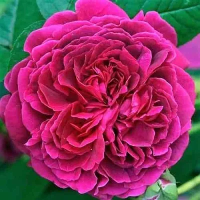 Саженцы роз ВИЛЬЯМ ШЕКСПИР английская  Саженцы роз ВИЛЬЯМ ШЕКСПИР английская в Брянске