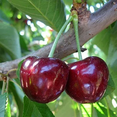 Черешня СЮБАРОВСКАЯ  Черешня СЮБАРОВСКАЯ в Брянске