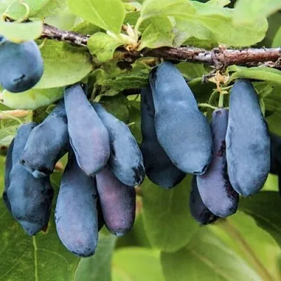 Жимолость съедобная СИБИРЯЧКА в Брянске