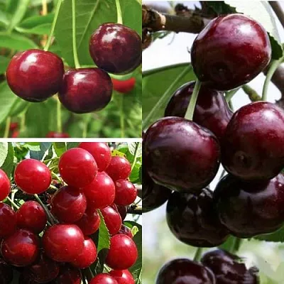 Комплект ВИШНЕВЫЙ САД в Брянске