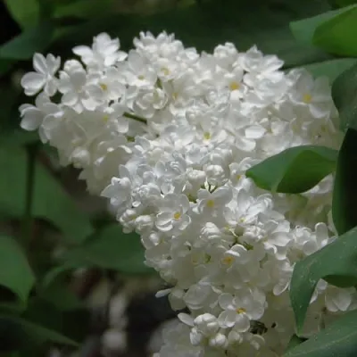 Сирень РУССКИЙ СЕВЕР в Брянске