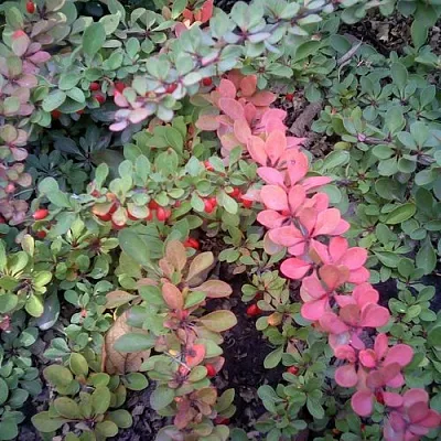 Барбарис ГРИН КАРПЕТ тунберга  Барбарис ГРИН КАРПЕТ тунберга в Брянске